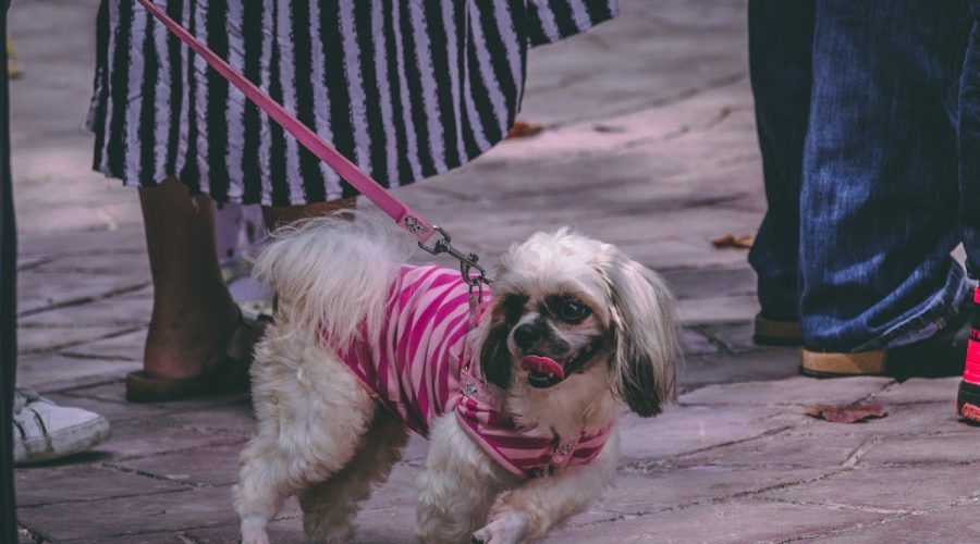 Best Dog Accessories