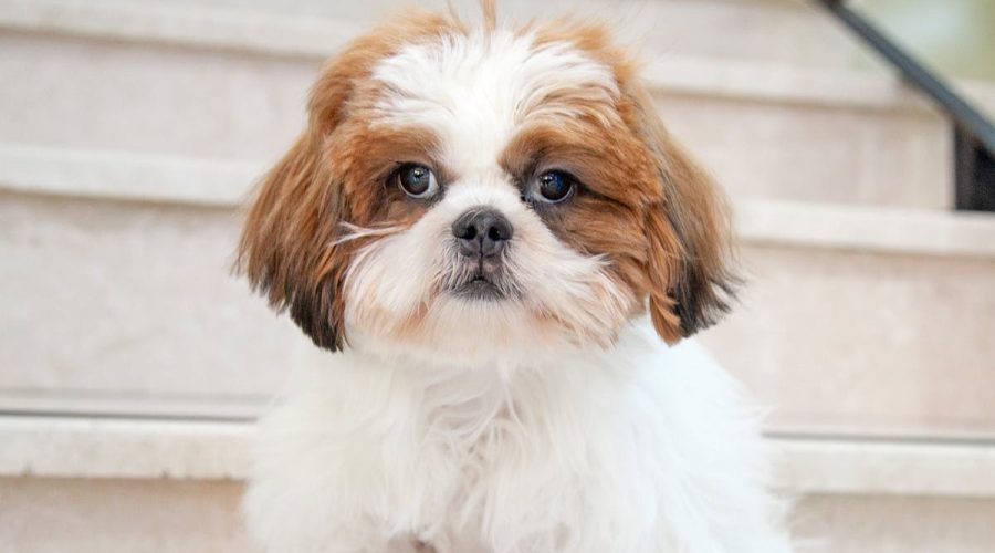 Loving and Loyal Puppy Breeds
