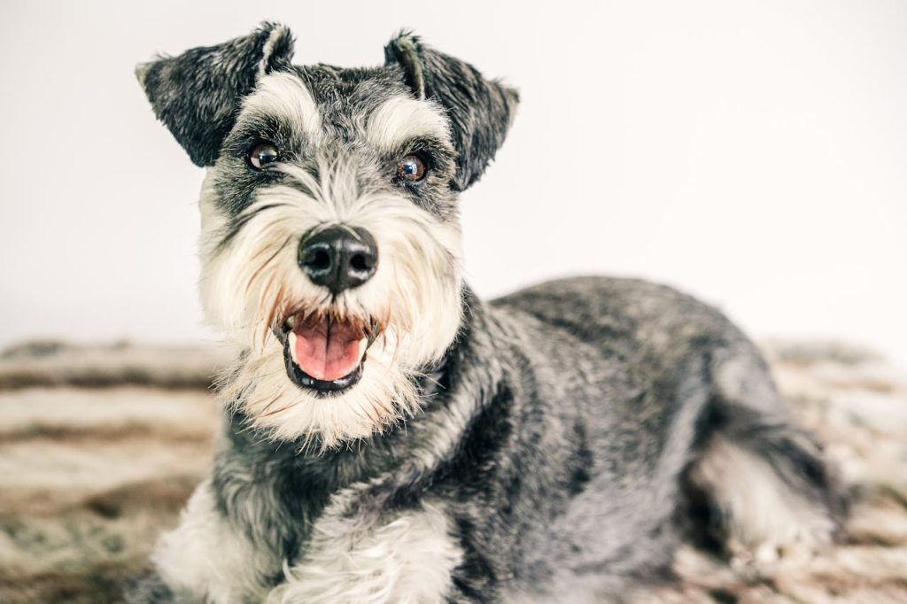 Miniature-Schnauzer-care-tips