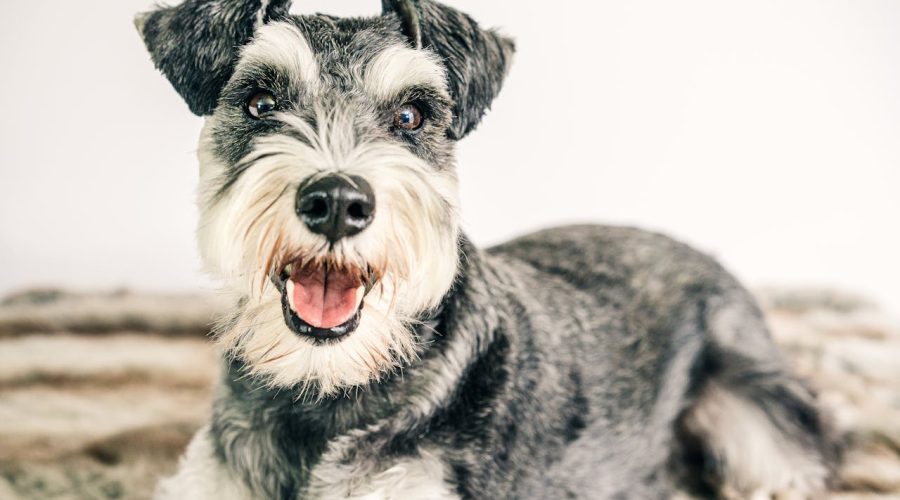 Miniature-Schnauzer-care-tips