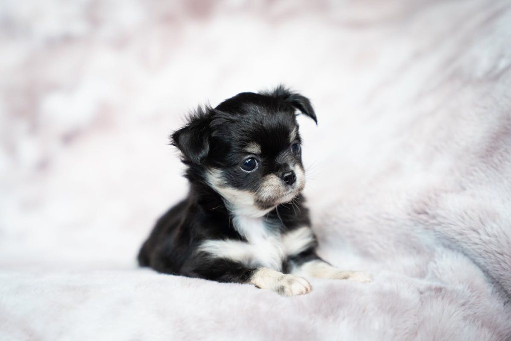 Puppy buying red flags