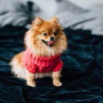 Puppy buying red flags