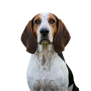 English Coonhound