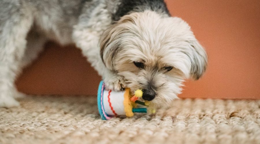 indoor puppy activities