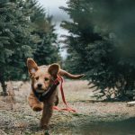 hiking with your puppy