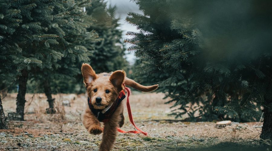 hiking with your puppy