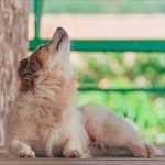 puppy howling reasons