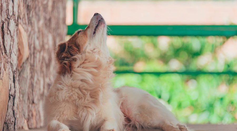 puppy howling reasons