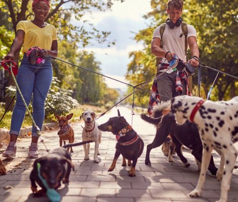 Principles-Petland Raleigh
