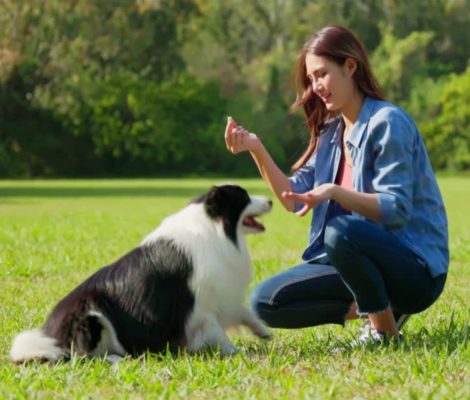 Principles-Petland Raleigh